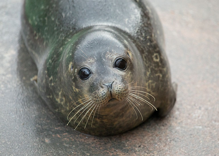 Pretty Woman, rescued seal pup