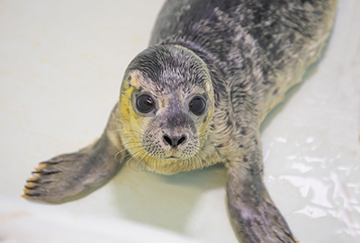 Prince - photo taken on 8th June 2019