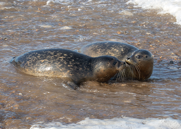 Prince and Madonna - photo taken on 17th September 2019