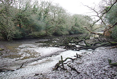 Protection of Local Habitats