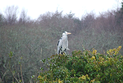 Protection of Local Habitats