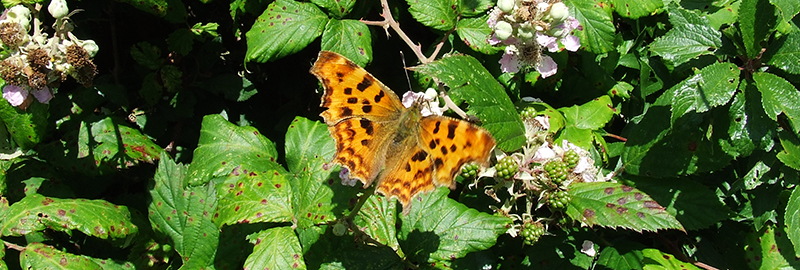 Protection of Local Habitats