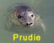 Prudie, a rescued grey seal pup from the 2017/18 season