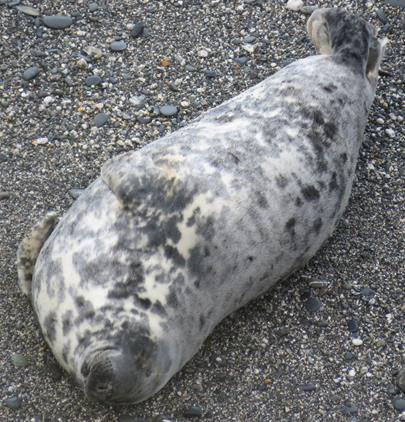 Puffa photo taken by Sue Sayer on 28th January 2016