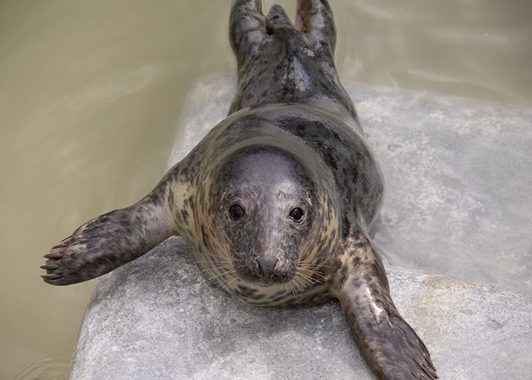 Puffalump, rescued seal pup