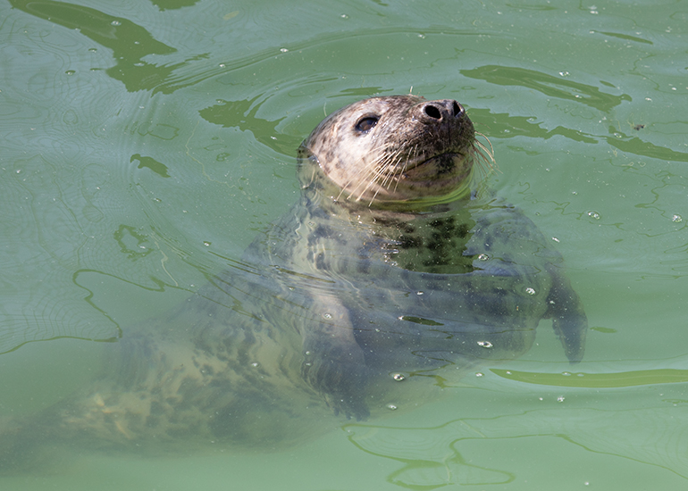 Puffalump, rescued seal pup