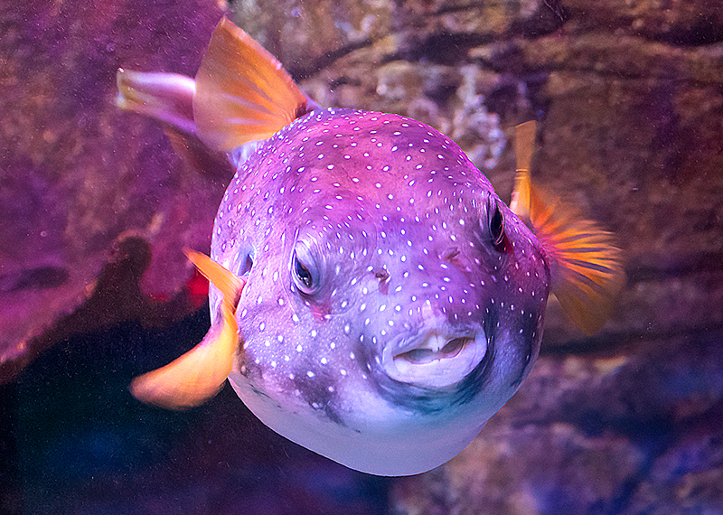 Hunstanton SEA LIFE News Update August 2022