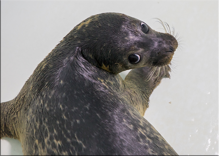 Puffin - photo taken on 28th July 2017