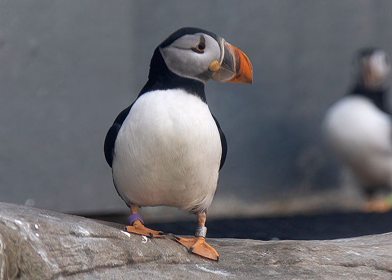 Freyja - Puffin
