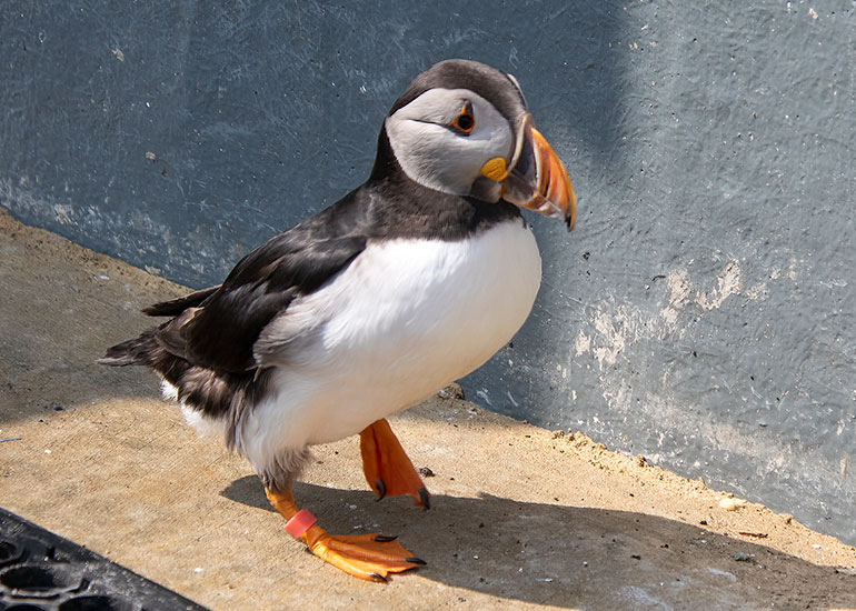 Disa - Puffin