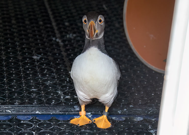 Lundi - Puffins