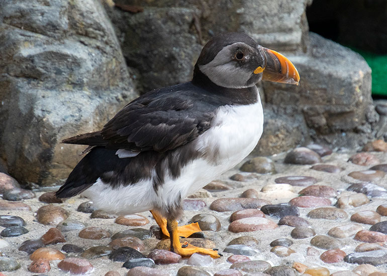Karen - Puffins