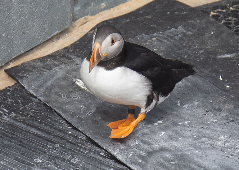 Puffins - Odin