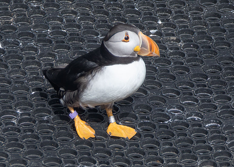 Alma - Puffins