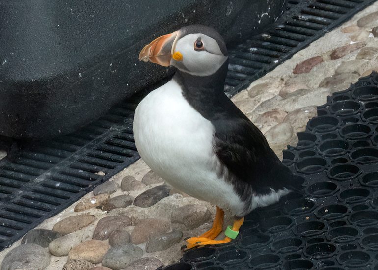Billie - Puffins