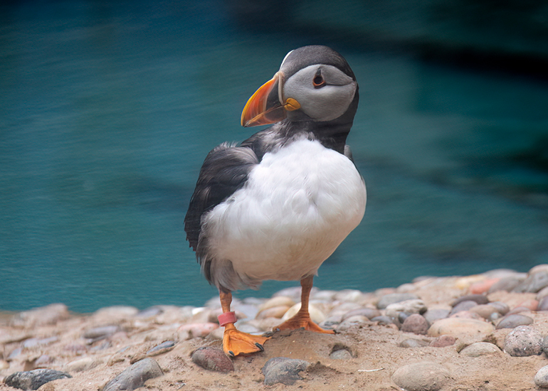 Disa - Puffins