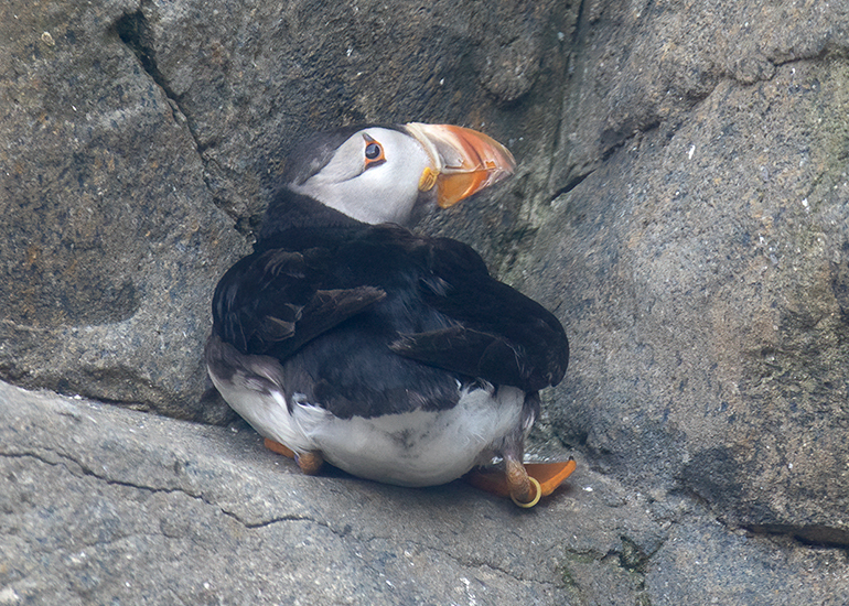 Alma - Puffins