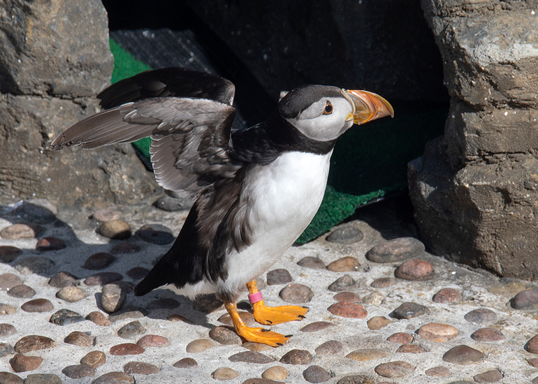 Disa - Puffins