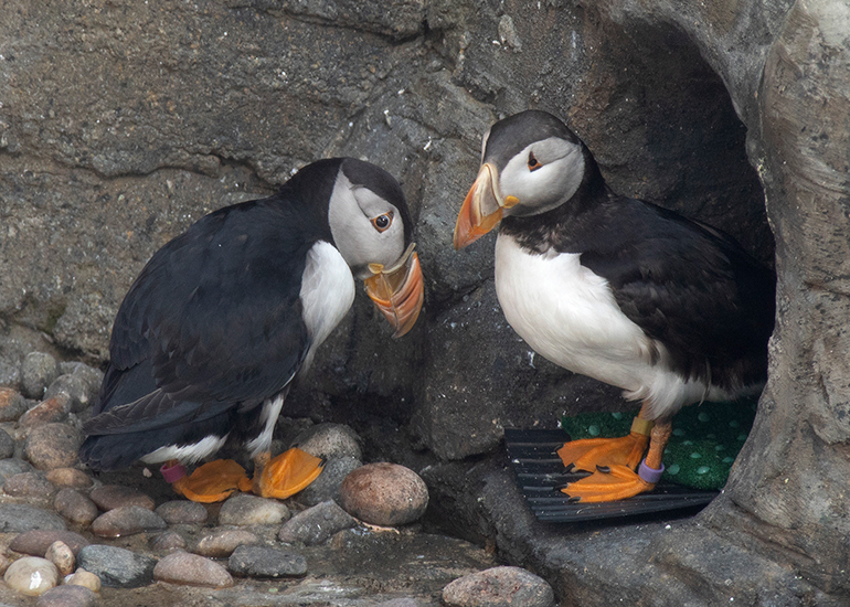 Puffins
