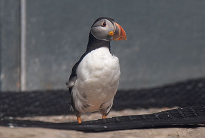 Puffins