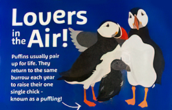 Puffin Island