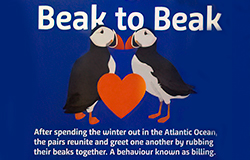 Puffin Island