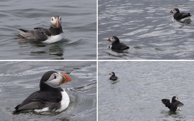 Puffins in the wild