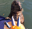 Pumpkin celebrates his 6th Birthday with a fantastic fish cake!