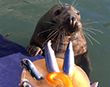 Pumpkin celebrates his 6th Birthday with a fantastic fish cake!