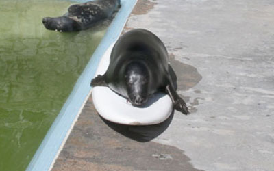 Pumpkin on his surf board
