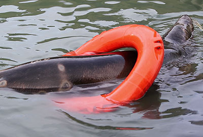 Grey Seals