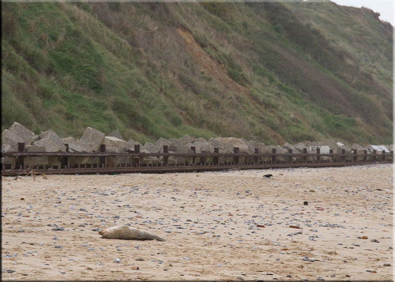 Hunstanton SEA LIFE Sanctuary