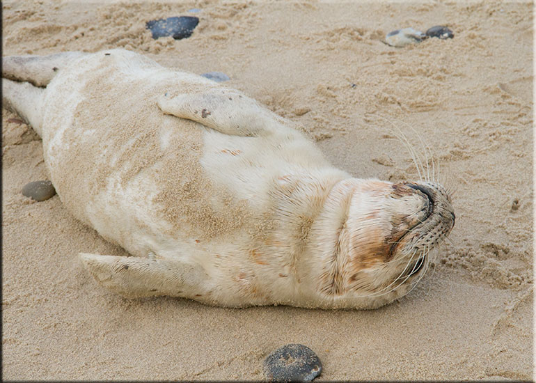Hunstanton SEA LIFE Sanctuary