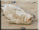 Rescued common seal pup - 15th October 2014