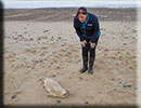 Rescued common seal pup - 15th October 2014
