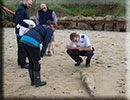 Rescued common seal pup - 15th October 2014