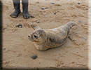 Rescued common seal pup - 15th October 2014