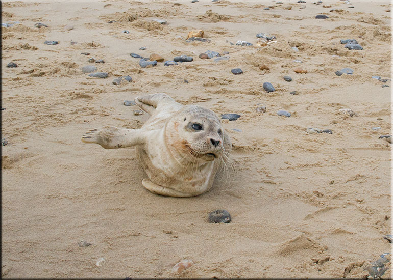 Hunstanton SEA LIFE Sanctuary