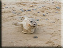 Rescued common seal pup - 15th October 2014