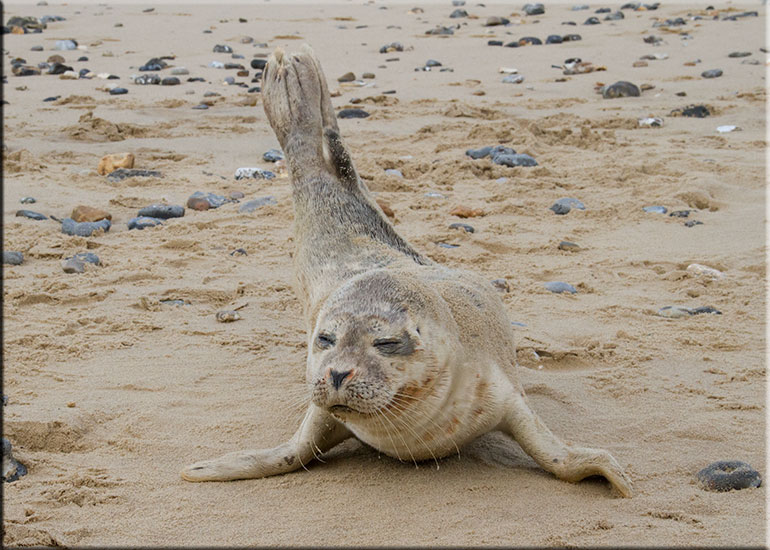 Hunstanton SEA LIFE Sanctuary