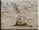 Rescued common seal pup - 15th October 2014