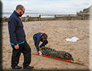 Rescued common seal pup - 15th October 2014