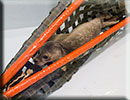 Rescued common seal pup - 15th October 2014