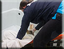 Rescued common seal pup - 15th October 2014