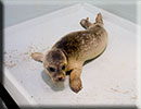 Rescued common seal pup - 15th October 2014