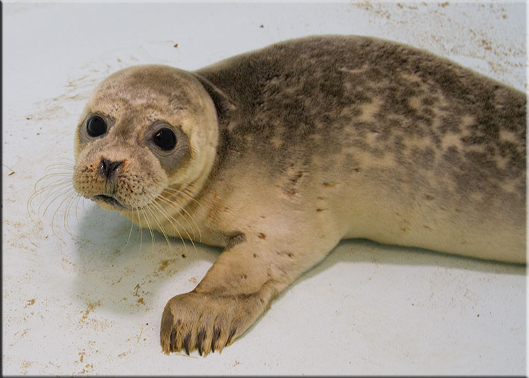 Hunstanton SEA LIFE Sanctuary