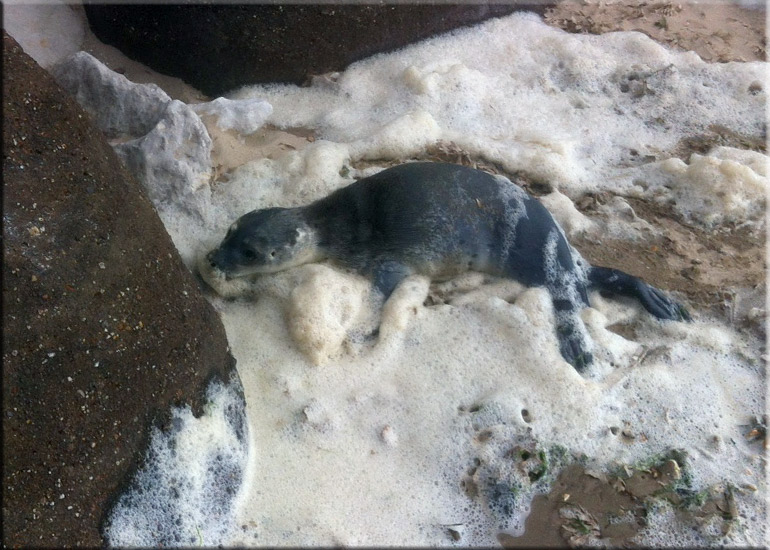 Rescued seal pup - 22nd June 2013
