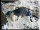 Daredevil - Rescued common seal pup - 22nd June 2013