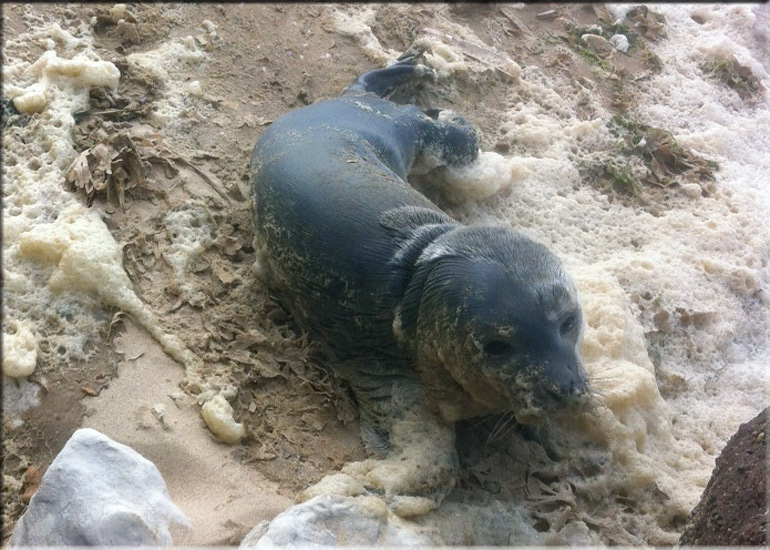 Rescued seal pup - 22nd June 2013