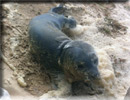 Daredevil - Rescued common seal pup - 22nd June 2013